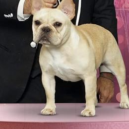 Hendrix - French Bulldog