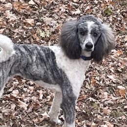 Rocket - Poodle