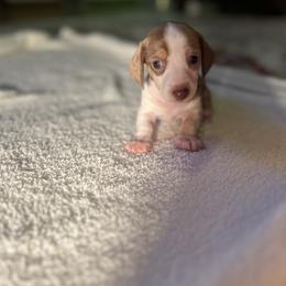 Dachshund Puppies from Lanier’s Little Weenies