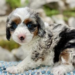 Ruby (RED collar) - female Australian Mountain Doodle puppy in Highland, Utah from Angel Pups Deluxe