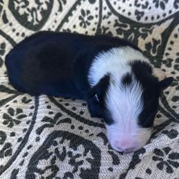 Titan - Black and white male Border Collie puppy in Mckinney, Texas from Border Collies of Ruidoso