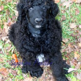 Poodle Puppies from Sapphire Poodles