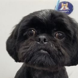 Shih Tzu All Grown Up from Hjo’s Pupdates