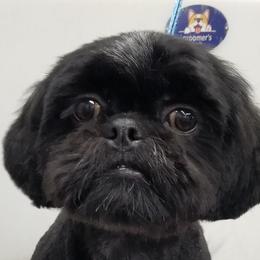 Shih Tzu All Grown Up from Hjo’s Pupdates