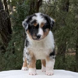 Harbor - Blue merle male Miniature American Shepherd puppy in New Mexico from Von Südwest German Shepherds and Mosaic Mini American Shepherds