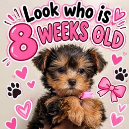 Pink - Boo - Chocolate and tan female Yorkshire Terrier puppy in Jacksonville, Florida from TLJ Choco Yorkie Love