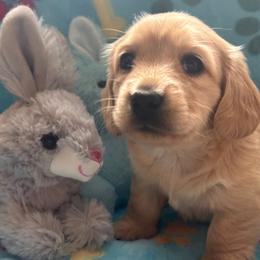 Snickers - Cream female Dachshund puppy in Port Washington, Ohio from Dashing Dachshunds