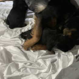 Rottweiler Puppies from Rottitales