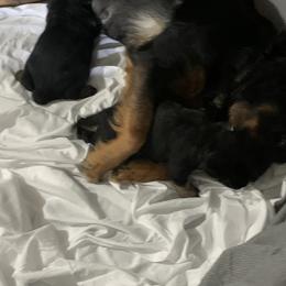 Rottweiler Puppies from Rottitales