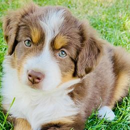 Miniature Australian Shepherd Puppies from Iris’ Island Oasis