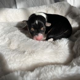 Girl 1 - Black and tan Pembroke Welsh Corgi puppy in Idaho from Blue Sky Corgis