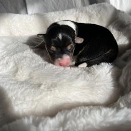 Girl 1 - Black and tan Pembroke Welsh Corgi puppy in Idaho from Blue Sky Corgis