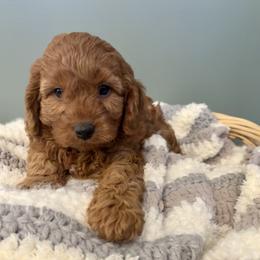 Simon - Red male Cavapoo puppy in Lititz, Pennsylvania from Painter Puppies