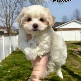 Vader - F1B Toy Maltipoo - white and lemon male Companion Cross puppy in Morehead, Kentucky from Paw Perfect Pets