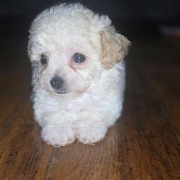 Cardi B - Apricot female Poodle puppy in Lawton, Oklahoma from My Precious Toy Poodles
