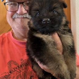 Beto - Black and red male German Shepherd puppy in Pueblo West, Colorado from 5 Star German Shepherds aka Martin Family German Shepherds