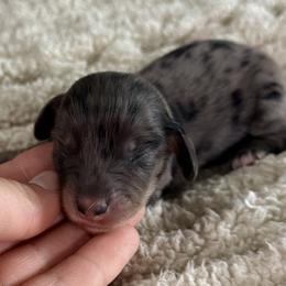 Matteo - Dapple male Dachshund puppy in Chelsea, Oklahoma from Elite Puppies of Oklahoma, LLC