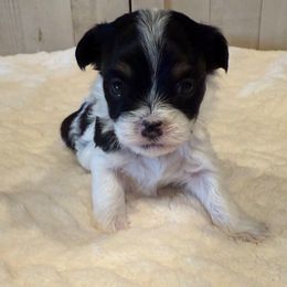 Girl 2 - Black and white female Havanese puppy in Elkins, Arkansas from Havana Knights Havanese