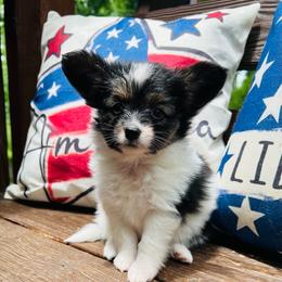 Stevie - White black and tan female Papillon puppy in Benton, Arkansas from Mama's Pride Poms and Paps