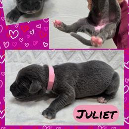 Juliet - Blue female Great Dane puppy in Wellsville, New York from Prophecy Danes