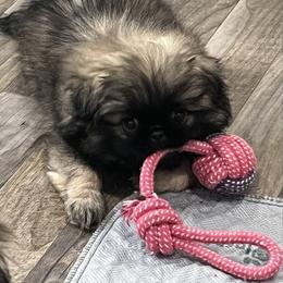 Full AKC Charlotte - Fawn sable female Pekingese puppy in Pennsylvania from Triple I Pekes