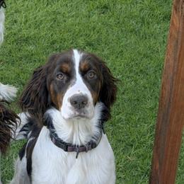 Lady Mae - English Springer Spaniel