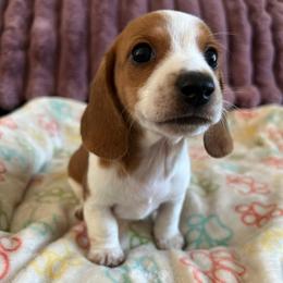 Chai - Piebald male Dachshund puppy in Ocala, Florida from Weenie Boops