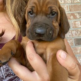 Bluetick Coonhound and Redbone Coonhound Puppies from Harmons Hounds