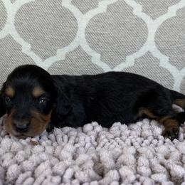 AKC Boy 3 - Black and tan male Dachshund puppy in Joshua Tree, California from Desert Dreams Ranch