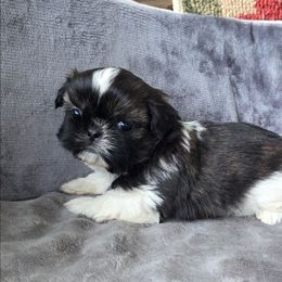 Aston - Brindle and white male Shih Tzu puppy in Waynesboro, Pennsylvania from Big Win Shih Tzus