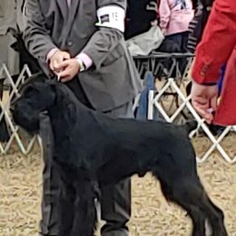 Giant Schnauzer All Grown Up from Vom Mutter Haus