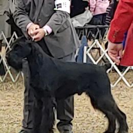 Giant Schnauzer All Grown Up from Vom Mutter Haus