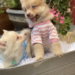 Pomeranian, Pomsky, and Siberian Husky Puppies from Pine & Sea Poms and Pomskies
