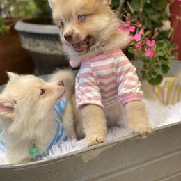 Pomeranian, Pomsky, and Siberian Husky Puppies from Pine & Sea Poms and Pomskies