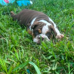 READY TO GO- Chubby - Chocolate tri-color male Bulldog puppy in Ranson, West Virginia from EMR’s Bulldogs