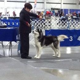 Siberian Husky All Grown Up from Twilights Kennel