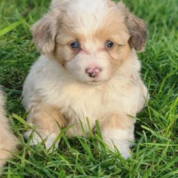 Girl 1 - Fawn and white female American Corgi puppy in Portland, North Dakota from Sliding stop corgis
