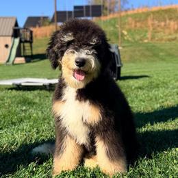 Ariana (Level 2 trained puppy) - Tri-color female Bernedoodle puppy in Dundee, Ohio from Down Home Doodle