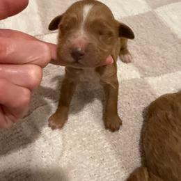 Girl 1 - Red  female Goldendoodle puppy in Ridgewood, New Jersey from Jessie’s Doodles