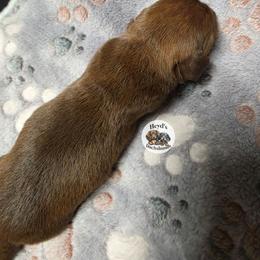Nomad - Red male Dachshund puppy in Hoquiam, Washington from Heyd's Mini Dachshunds