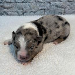 Vinny - Blue merle male Miniature Australian Shepherd puppy in Midway, Texas from L Bar W Aussie Ranch
