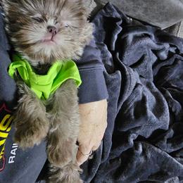 Teddy - Shih Tzu