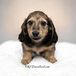 Trey - Cream male Dachshund puppy in Oklahoma City, Oklahoma from OkieDoxieland Dachshunds