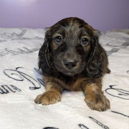 Puppy 4 red brindle - Red male Dachshund puppy in Columbus, Ohio from Bumpkins Dachshunds