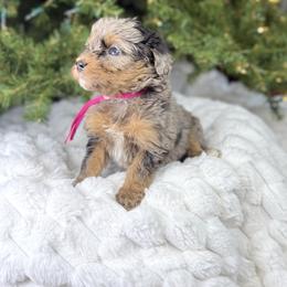 Pink collar girl - Merle female Bernedoodle puppy in Crete, Illinois from Plum Valley Pups
