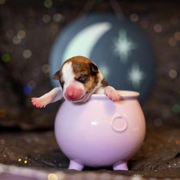 Border Collie, Papillon, Sporty Mix, and Whippet Puppies from Old Hemp Border Collies / Open Horizon Sport Dogs