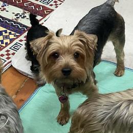 Sweetheart - Black and gold female Yorkshire Terrier puppy in Phoenix, Arizona from Coursey’s Yorkies