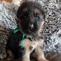 Drew - Black and red male German Shepherd puppy in Harvard, Illinois from Aus Dem Meer German Shepherds