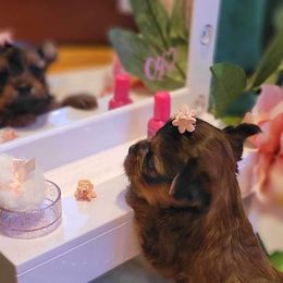 Yorkshire Terrier Puppies from Wendy's Darlings Hudson Valley