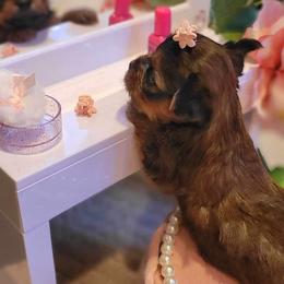 Yorkshire Terrier Puppies from Wendy's Darlings Hudson Valley